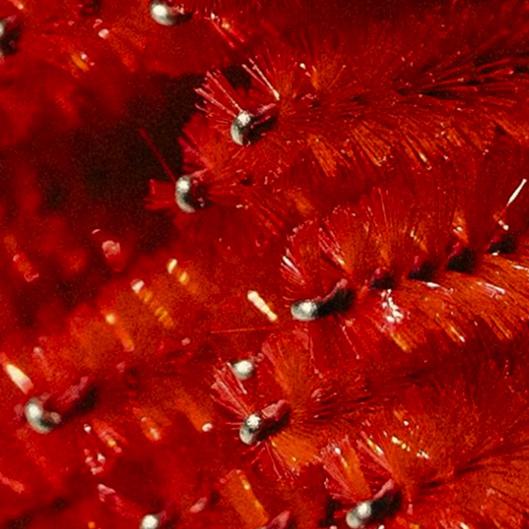 (3) Procell Microchanneling